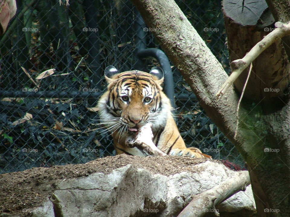 animal tiger mammals zoo by milespro