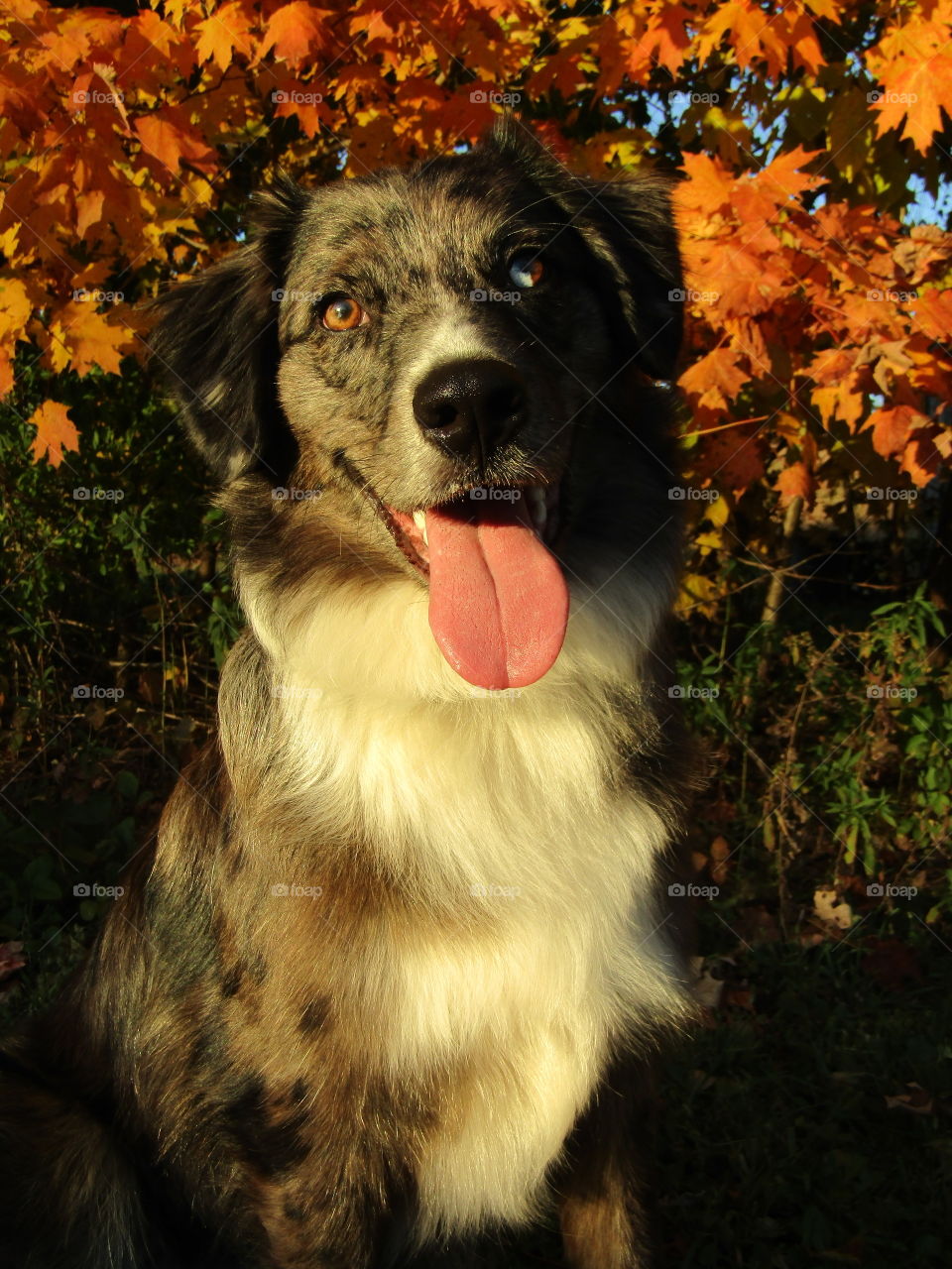 Fall Aussie