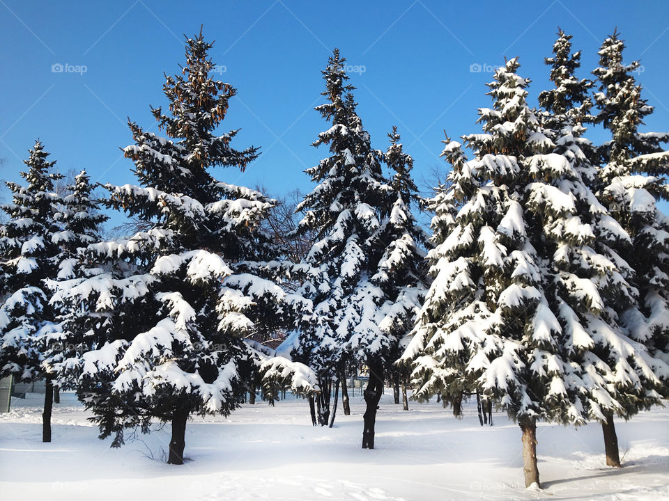 Snow covered fir trees in winter 