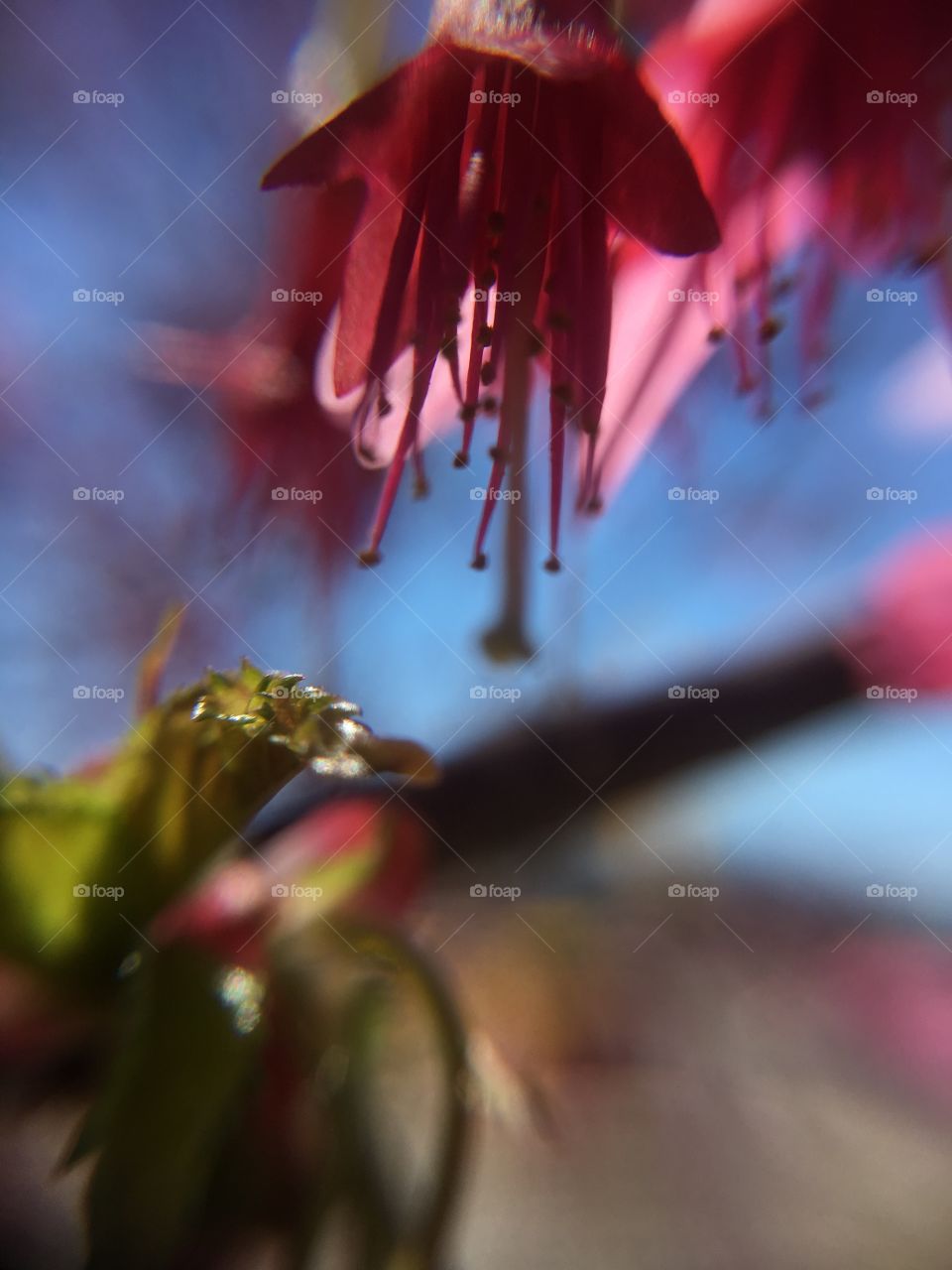 Dark pink flower closeup