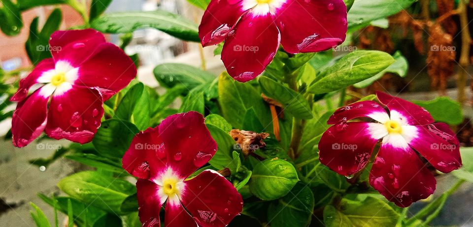 #foap #infoapartemen #foapjuly18 #foapaug18 #foapfeb18 #foapapril17 #foapers #foapjune18 #fotografoaprendiz #sfoapprentices #foaper #infoapartment #foapmission #foapmay18 #foapapr18 #foapit #infoaplikasipaytren #infoapple #foapom #foapjan19 #infoapp