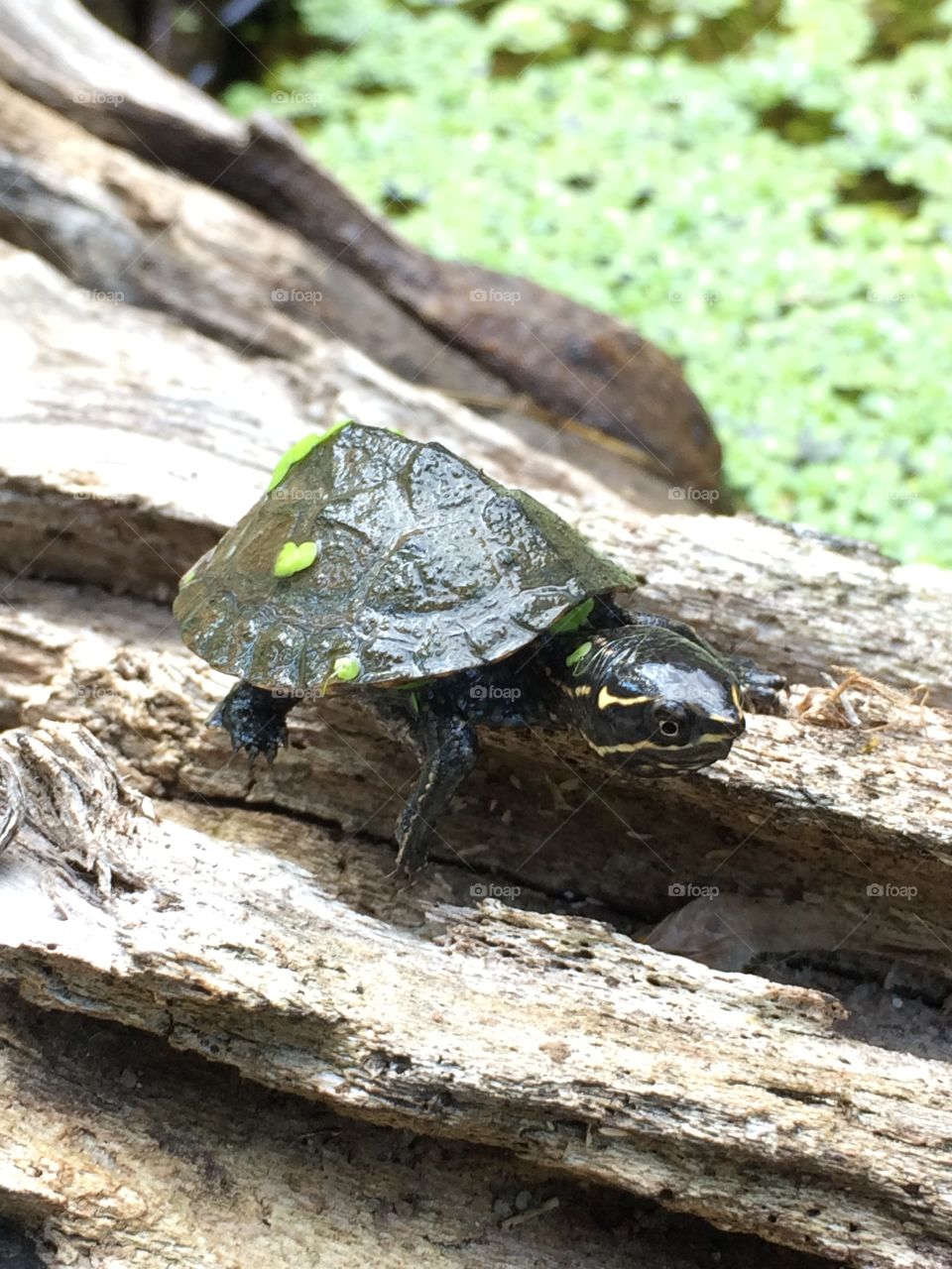 Baby musk turtle 