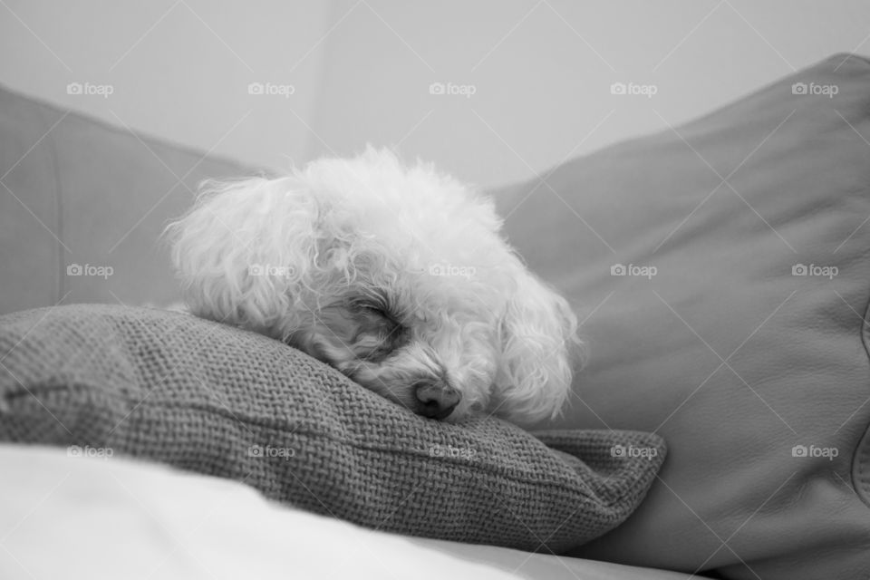 cute Bichon dog