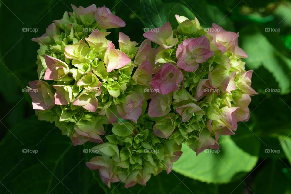 hydrangea