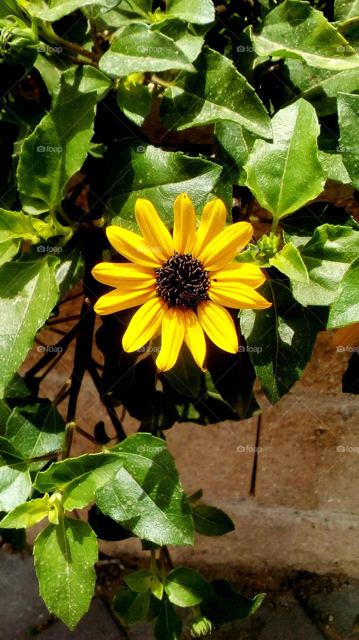 Blooming yellow wild tropical flower
in sunny day
