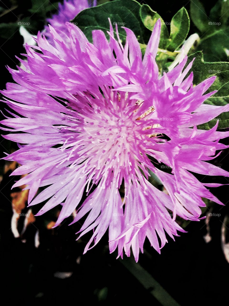 nature flower botany summer spring greens wild clouds sky