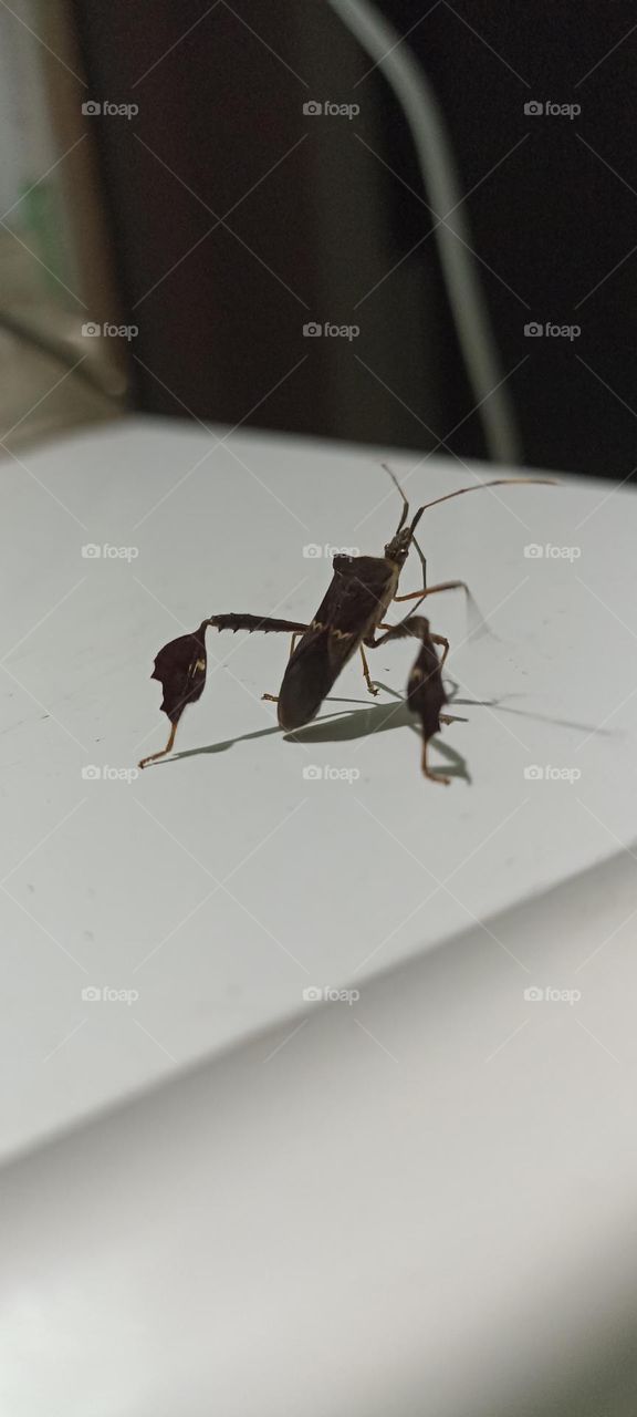 Nocturnal insect attracted to light