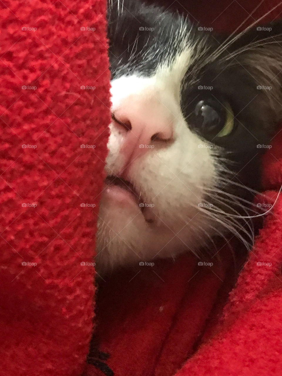 Bandit wrapped up in his blanket but peels out as I snap his picture!