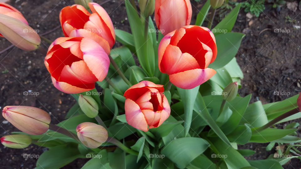 tulips