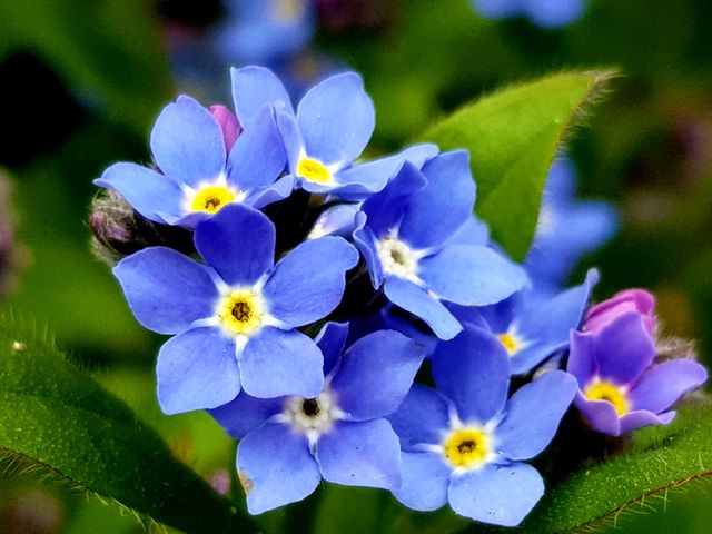 Blue flower