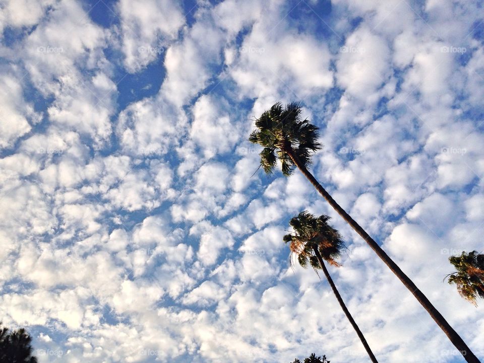 Picturesque sky. Sunny California Sunday. Just happened to look up and was greeted by this amazing cloud coverage