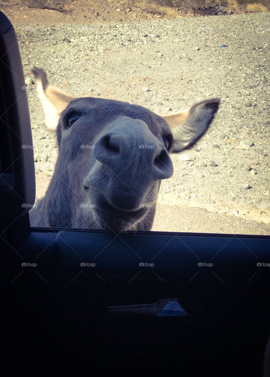 Hello. I‘m a donkey from Oatman/USA/Arizona. And I love cars.