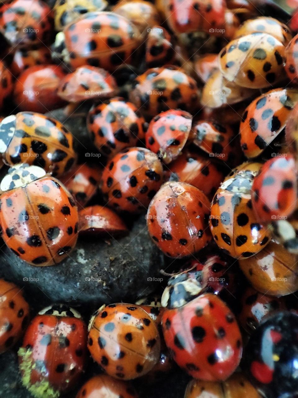 Ladybugs