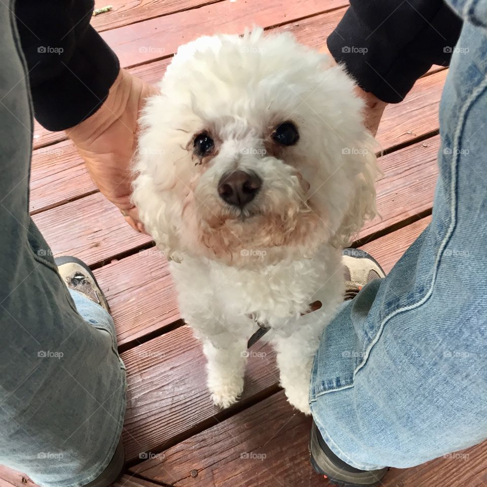 Bichon frise poodle mix dog getting pets while standing between a person’s legs