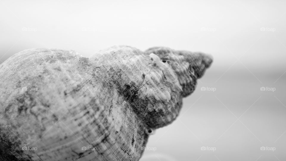 Sea shell close up