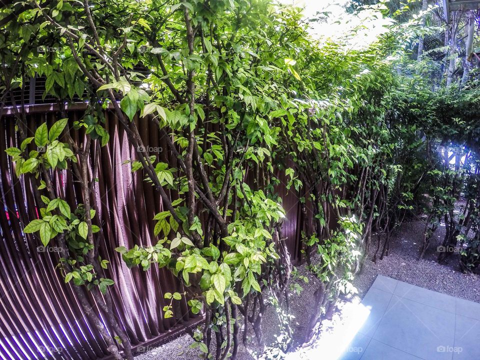 Nature, Wood, Leaf, Garden, Flora