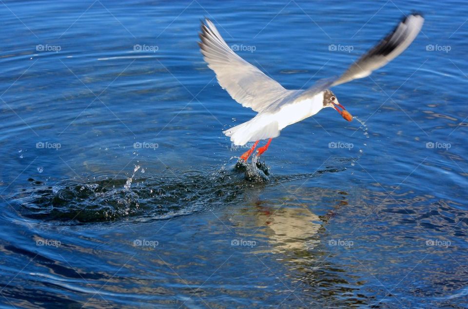 Seagull foreaging in water