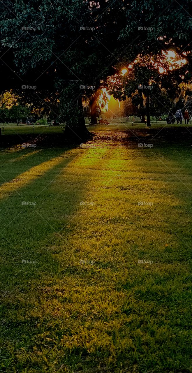 sun sets over Brookgreen Gardens