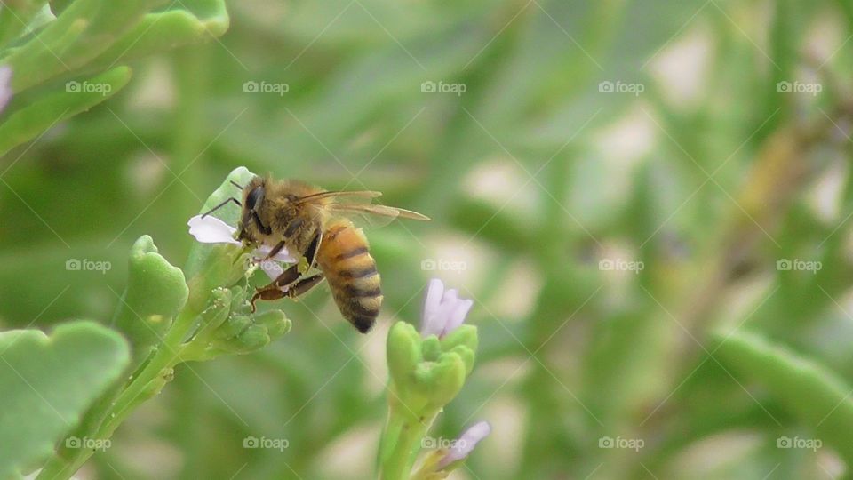 A bee gathering pollen on a beach off the East Australian coastline.