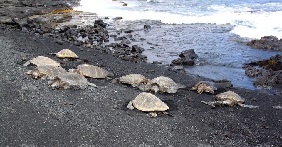 Sea turtles on black sand beach Hawaii 