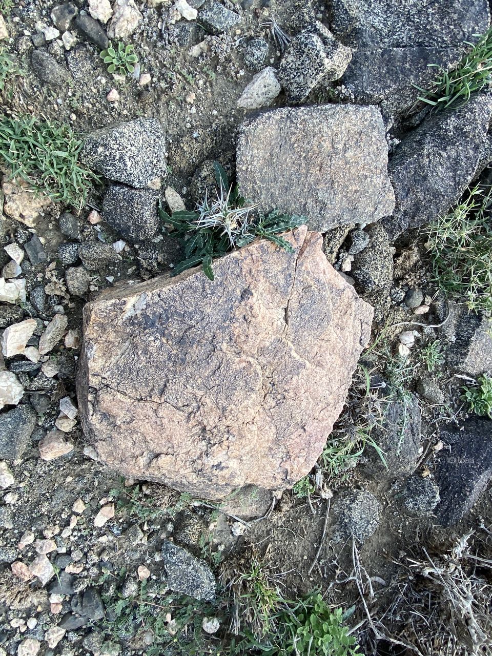 amazing trip with my family in the eid , city taif ,desert herbal 