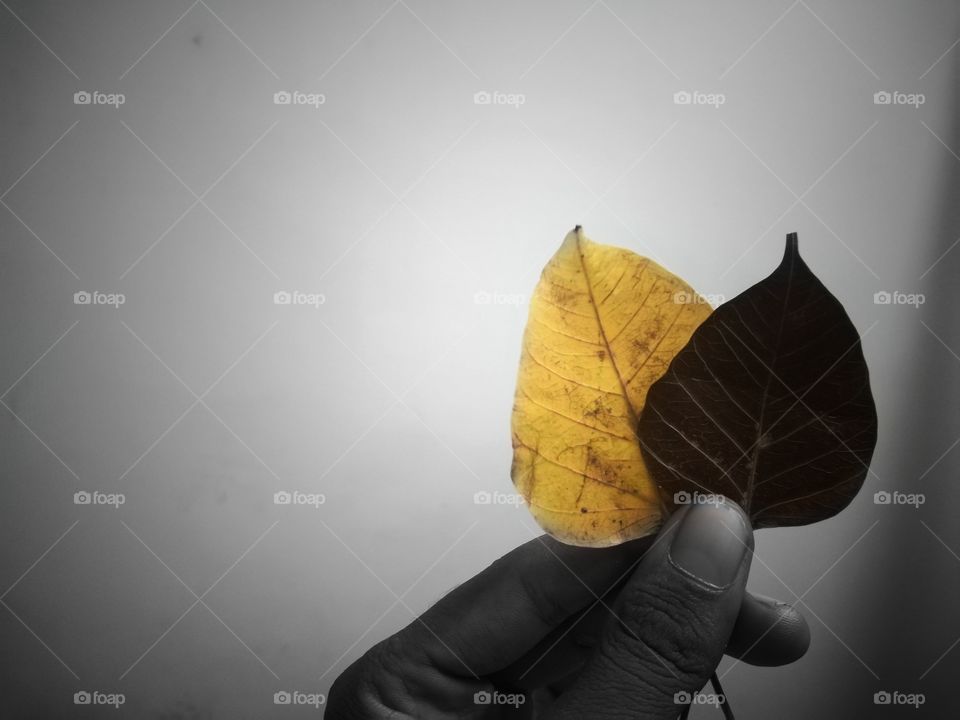 The word fall comes from the Old English word feallan which means “to fall or to die.” Over time, the phrase was shortened to fall. ... The use of the word fall fell out of favor in England. Today, American English uses the word fall, while British E