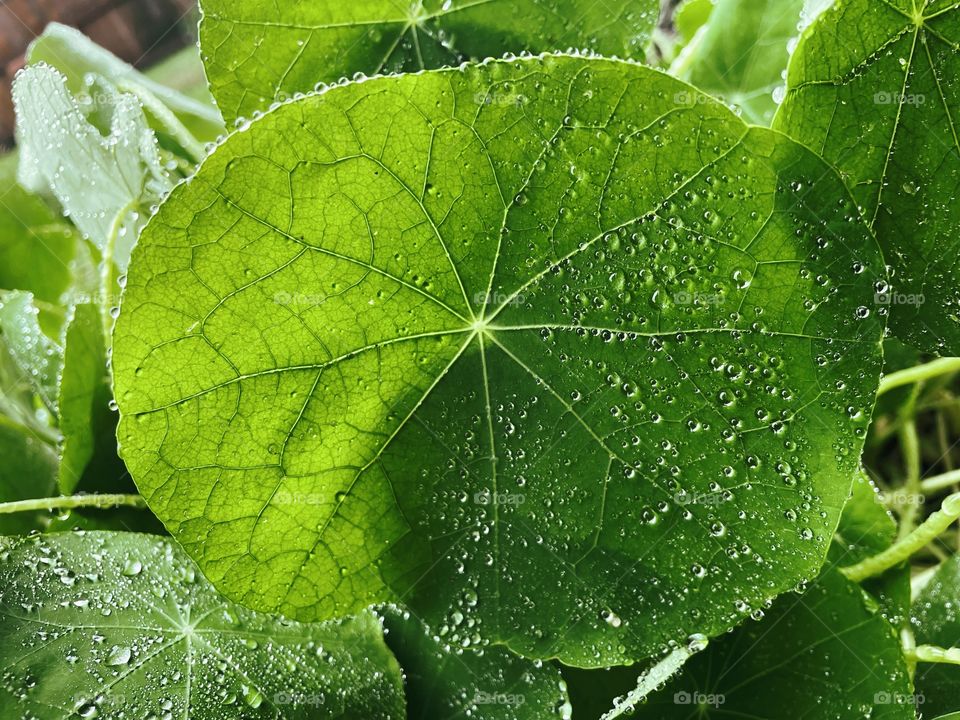 Clover patch covers leaf rainfall green raindrops waterdrops droplets wet water rain drop outside nature outdoors elements dew dewdrops plant plants leafs Grass splashes phone photography