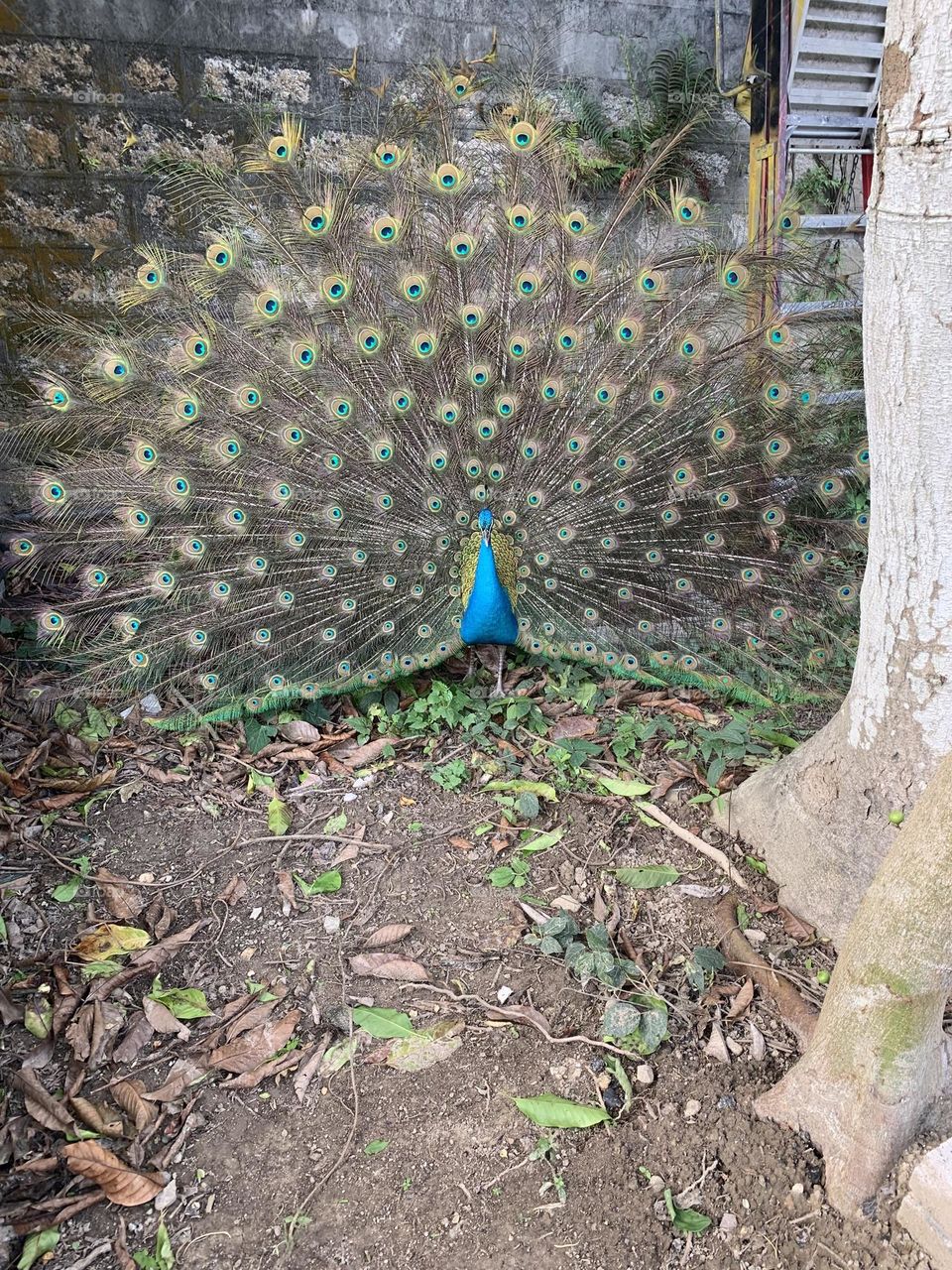 The peacock spreads its tail