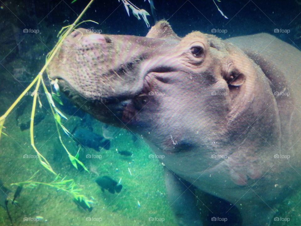 Hippo