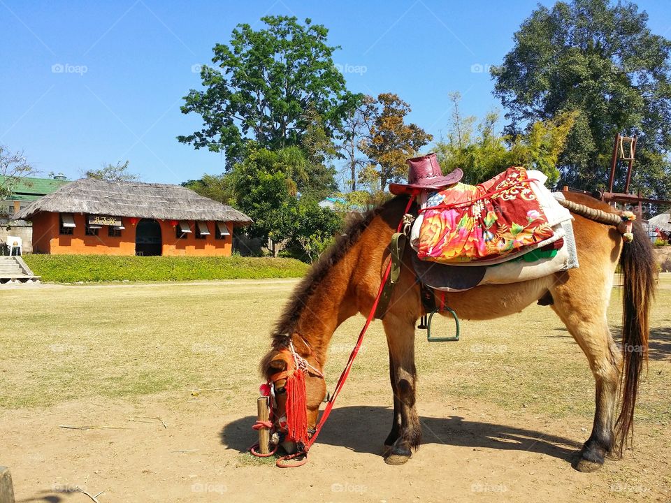 Horse on the lawn in summer.