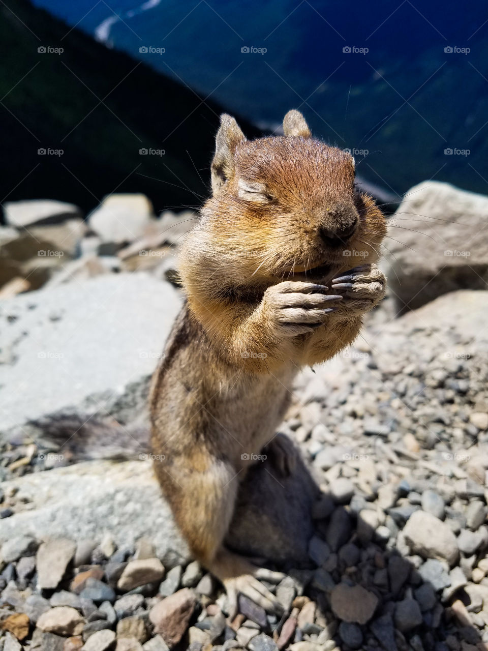 stuffed cheek chipmunk savoring that last bite