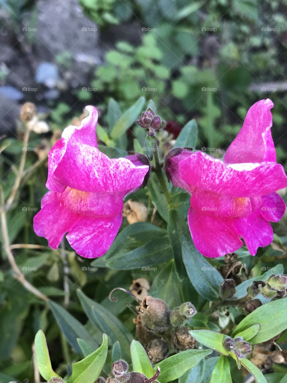 Snapdragon duo