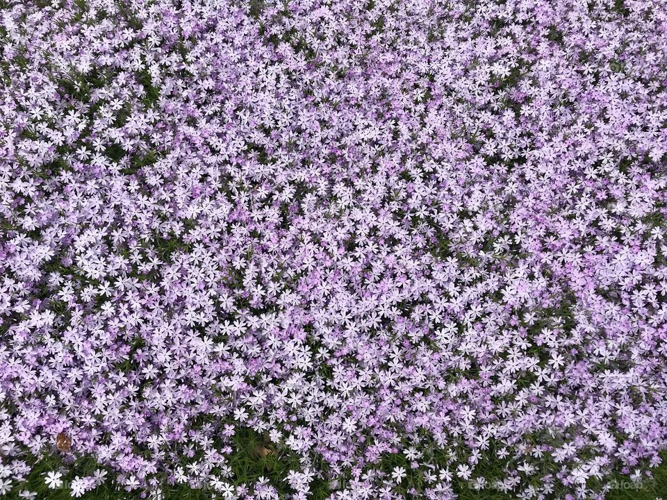 Purple and white covering flowers in Ohio during spring 