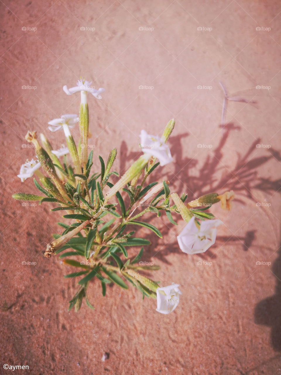 Flowers in desert