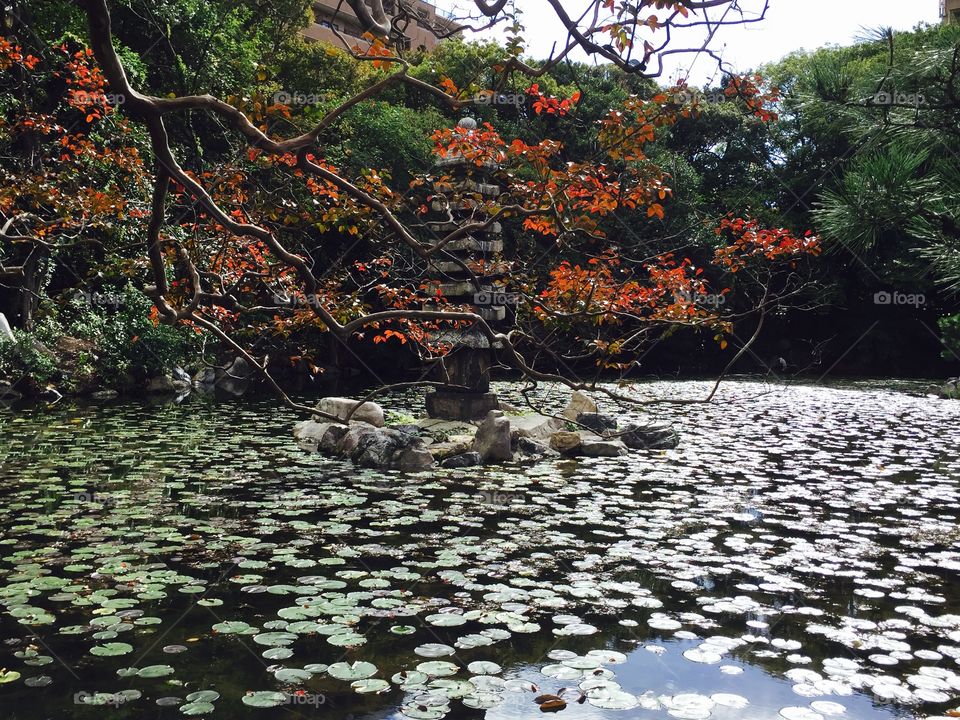 Pond in Autumn in Kyoto, Japan