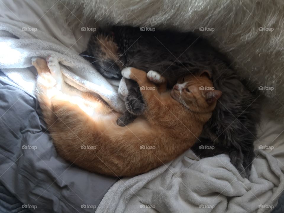 Two cats sleeping together