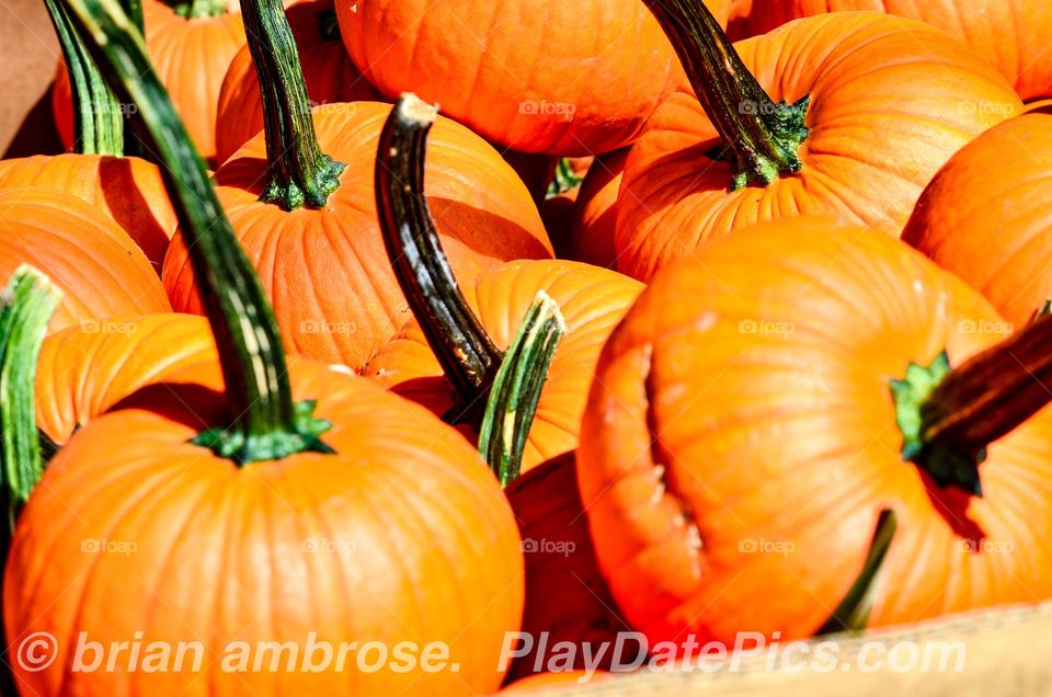 Orange Pumpkins Green Stems Halloween Market Produce