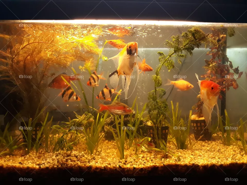 Aquarium full of colours