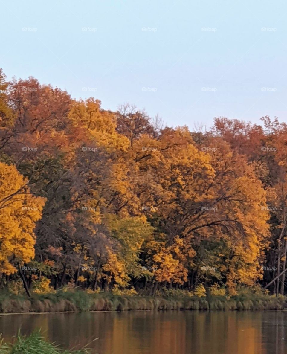 Autumn in the forest