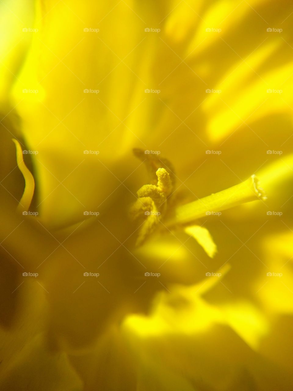 Close up of daffodil