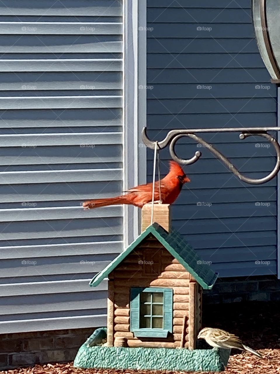 Red cardinal on log cabin bird feeder