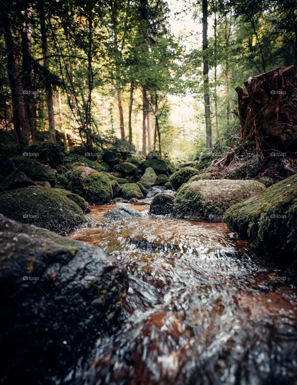 Watch the best exclusive royalty-free photo taken | by Abdul Rahman Exclusive picture of the beauty of nature, buy now the best exclusive picture 2021
