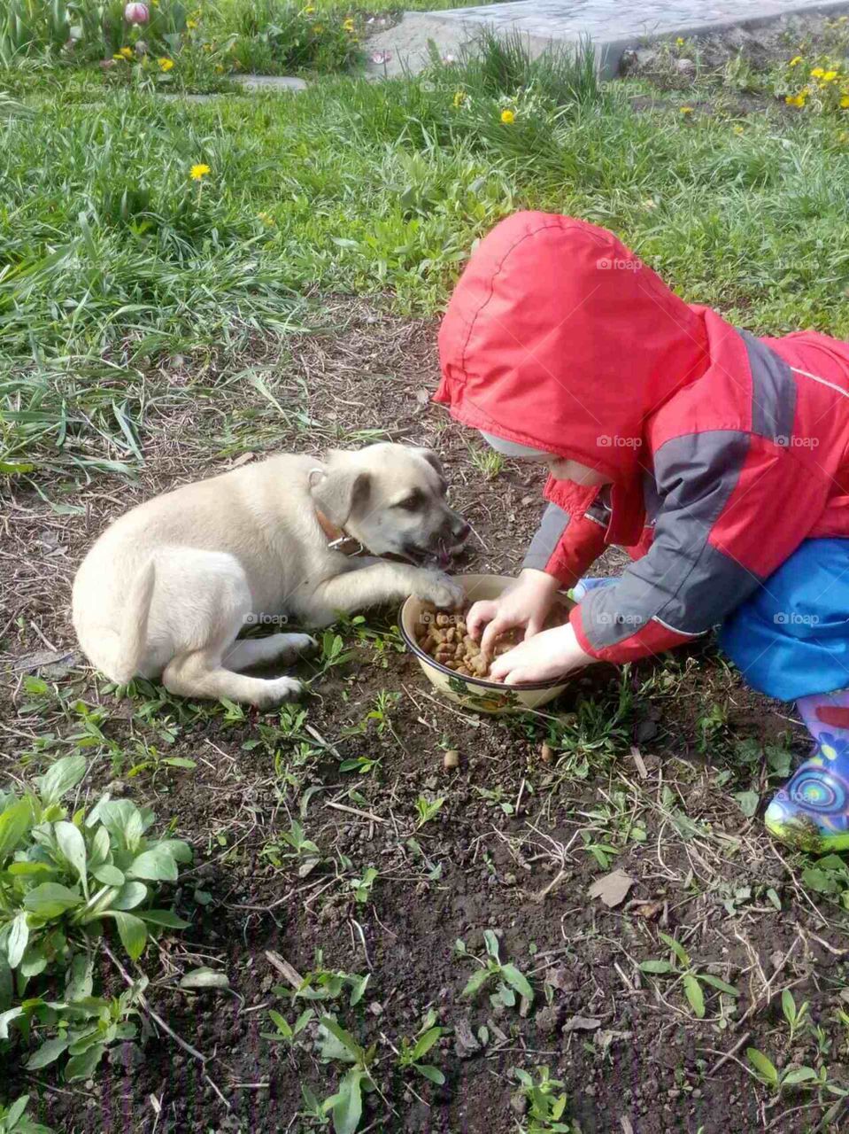 puppy eating