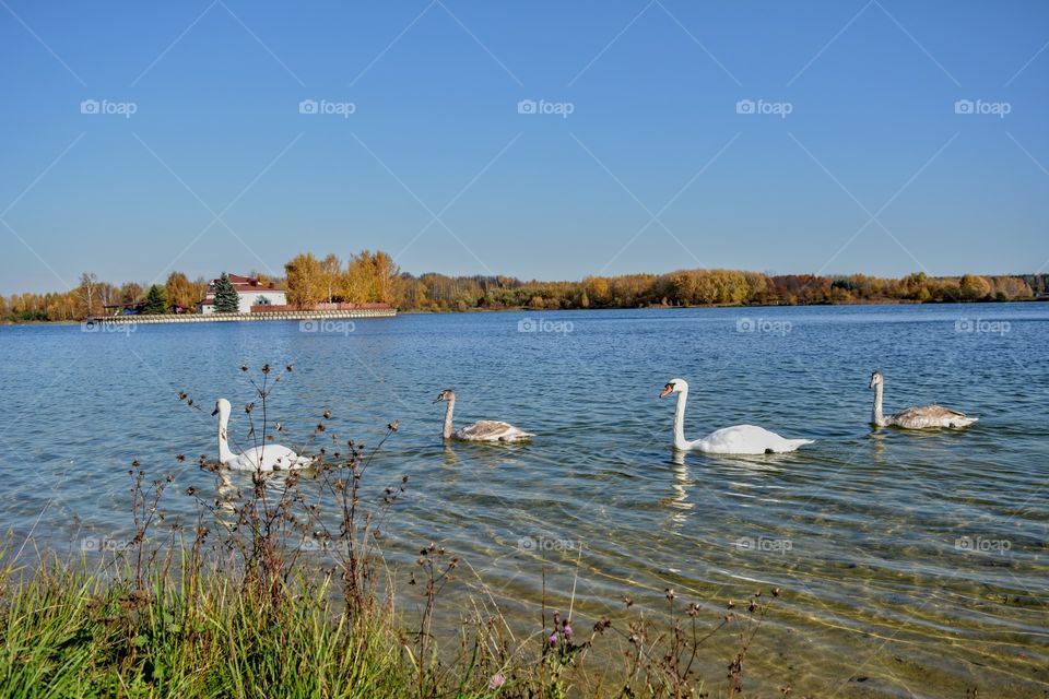 beautiful landscape lake and birds family white swans swimming blue sky background autumn time