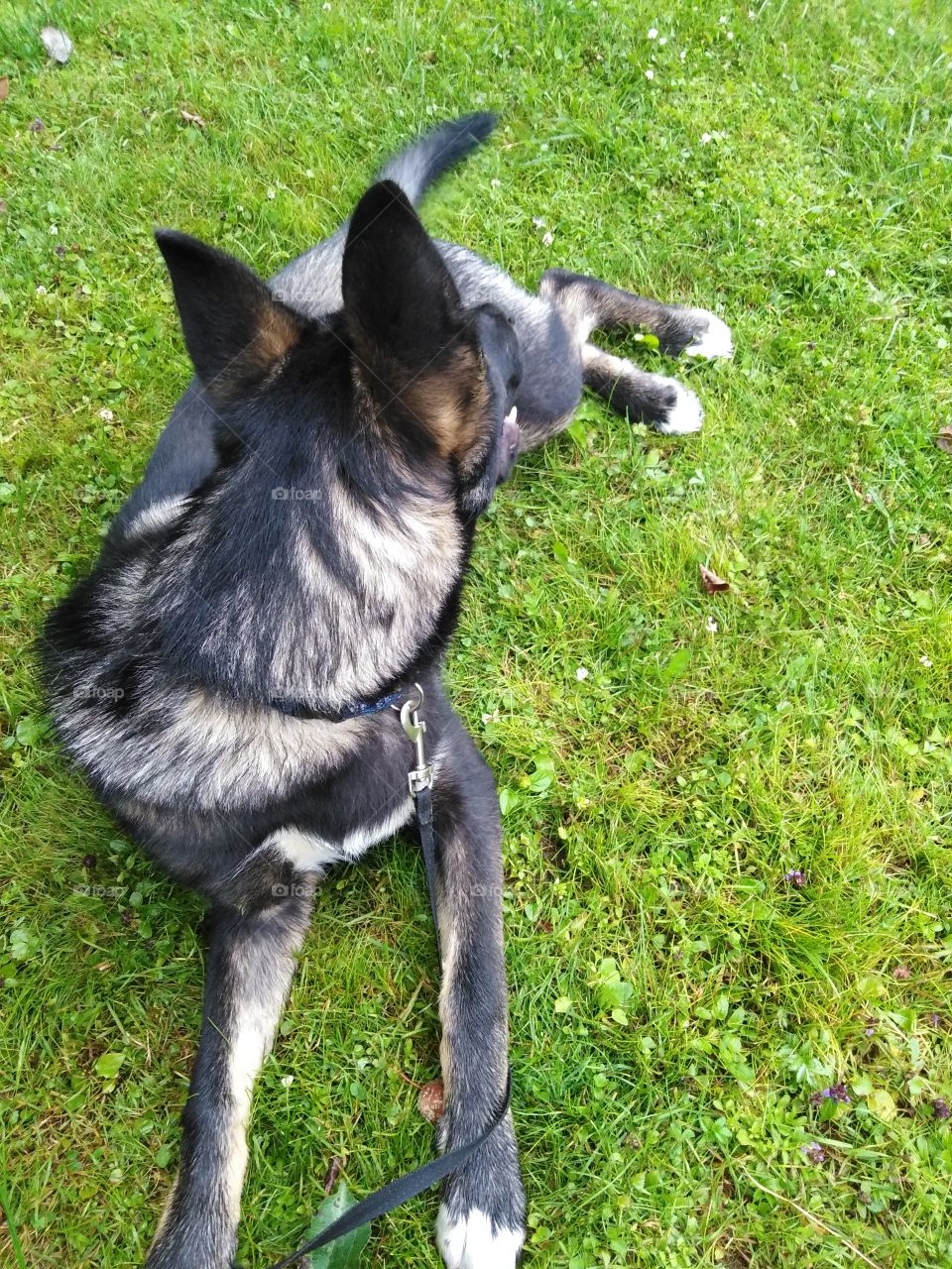 Собачка на прогулке