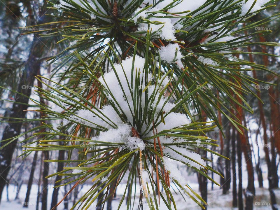 Close-up of snow on tree