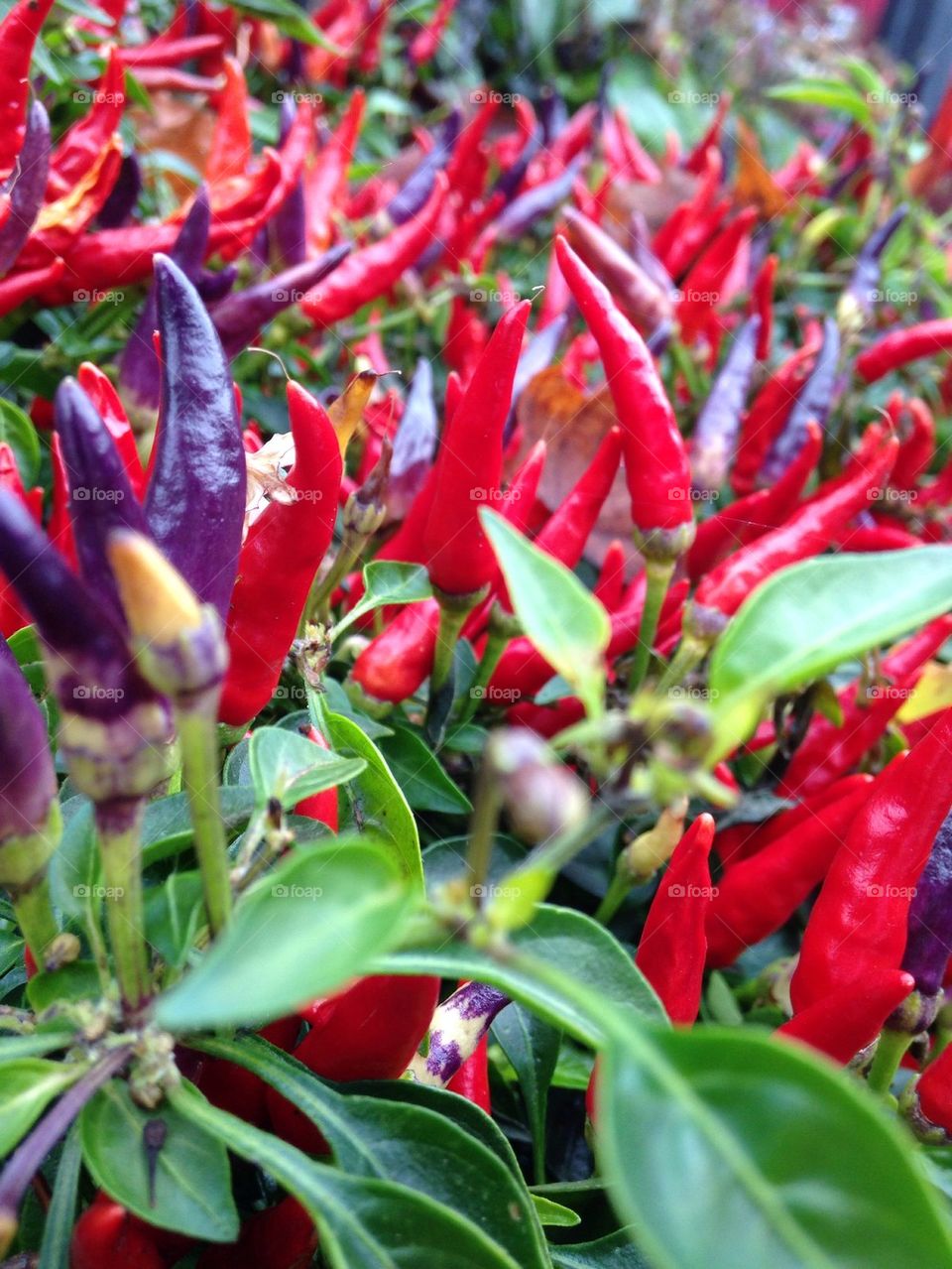Red and purple chili pepper on farm