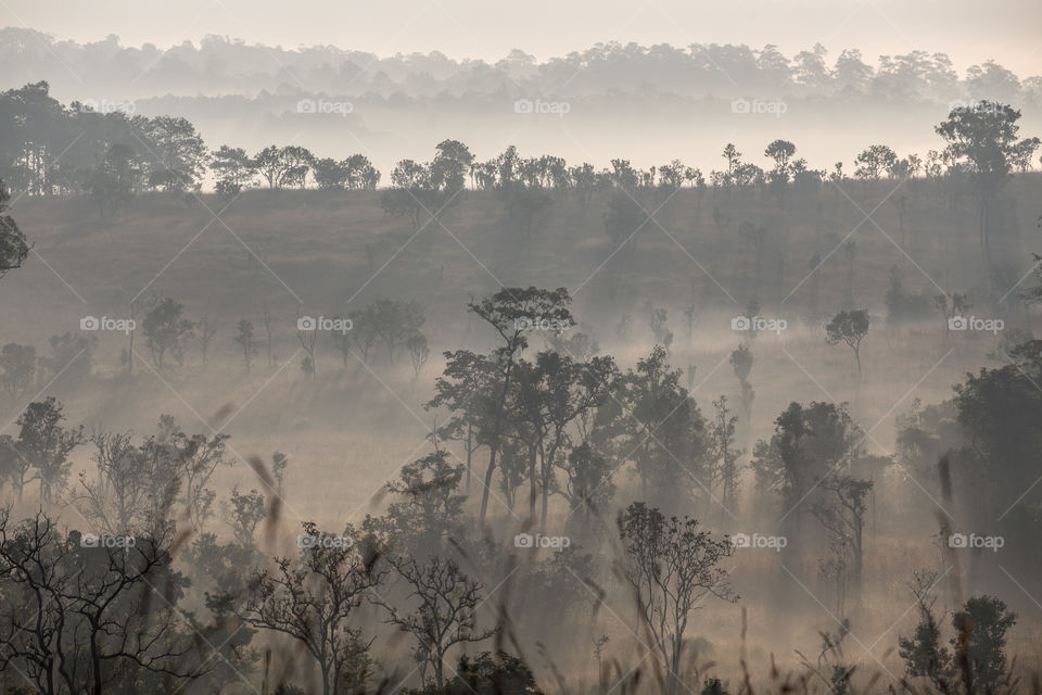 Forest in the morning with fog