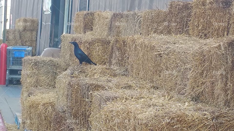Bird on hay