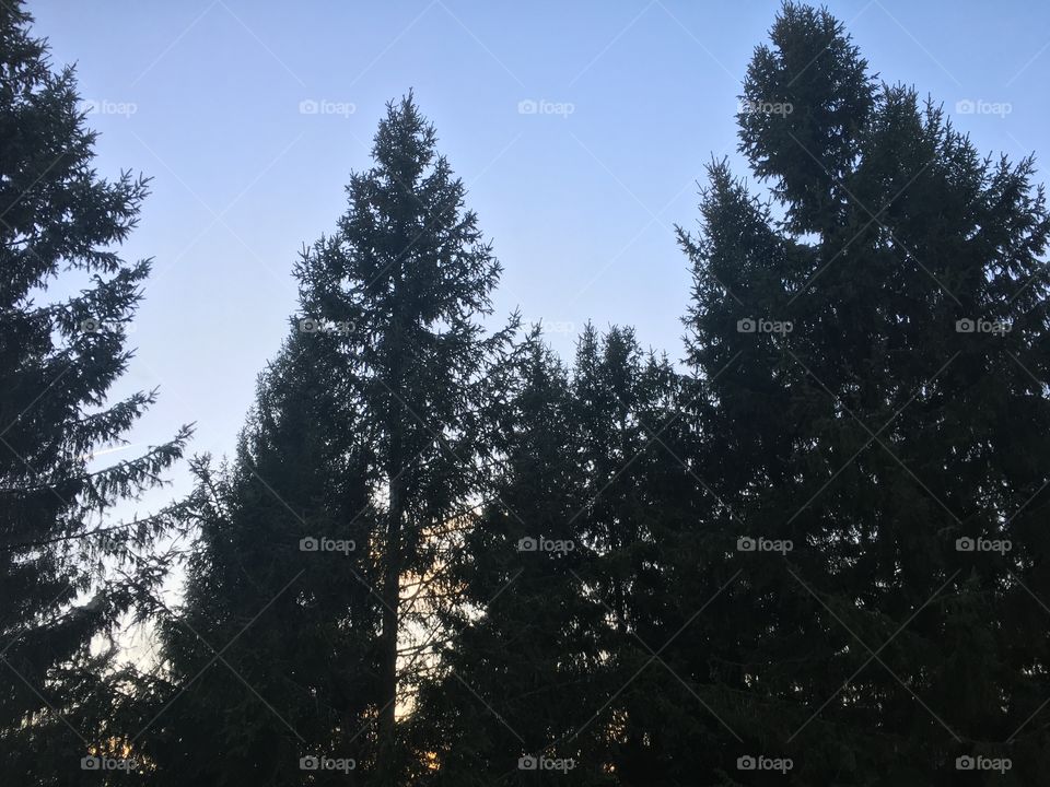 Sunset over pines at early spring in the forest